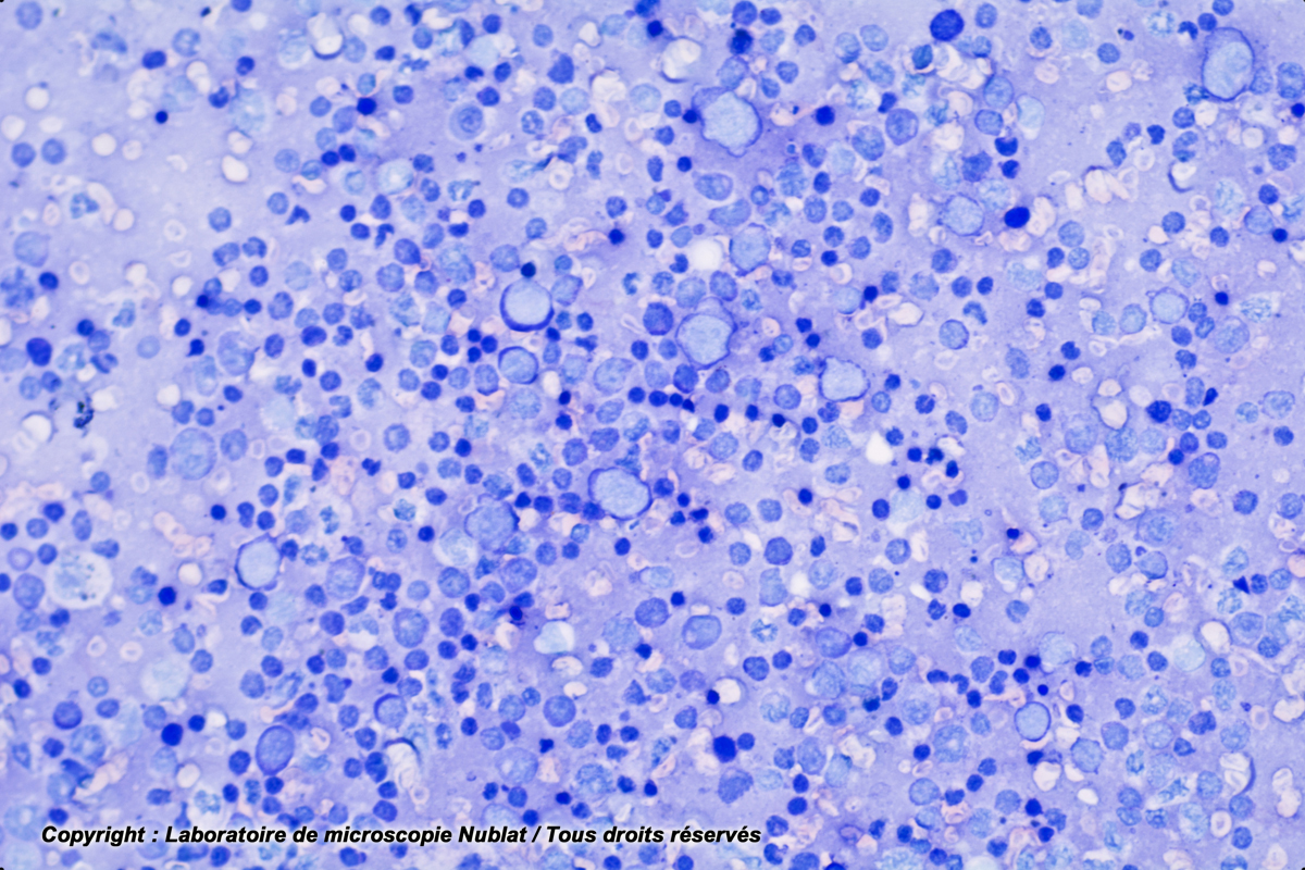 Frottis de rate : lymphocytes, macrophages et plasmocytes, BT